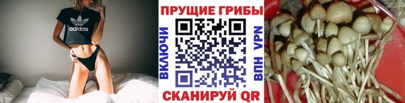нарко площадка какой сайт  Верхотурье  Галлюциногенные грибы MAGIC MUSHROOMS 